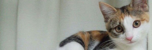 Sacklaver Profile Banner