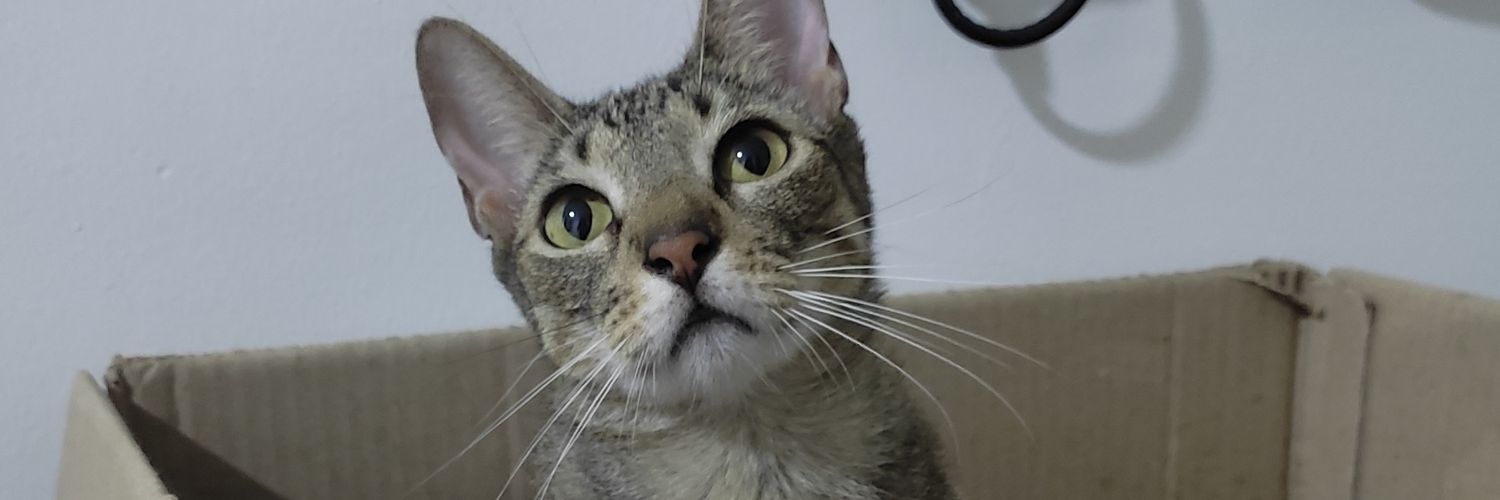 rakelvasquezp's profile banner image