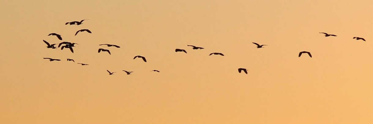 Theodoros Kringou FCG, FCICM banner