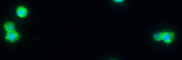 Vectorimmunlab Profile Banner
