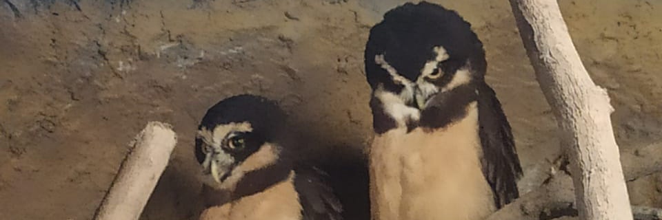 DavidGamarraX's profile banner image