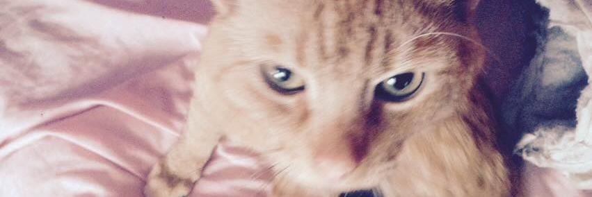 tobyandlydia's profile banner image