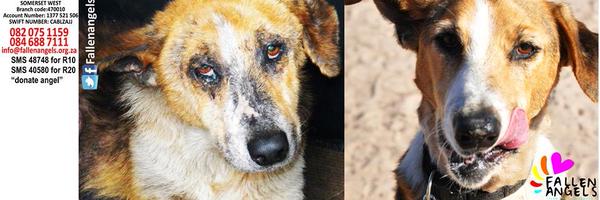 fallenangelsza Profile Banner