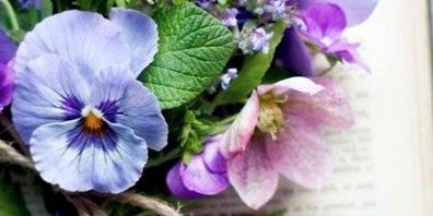 diane_kitten's profile banner image