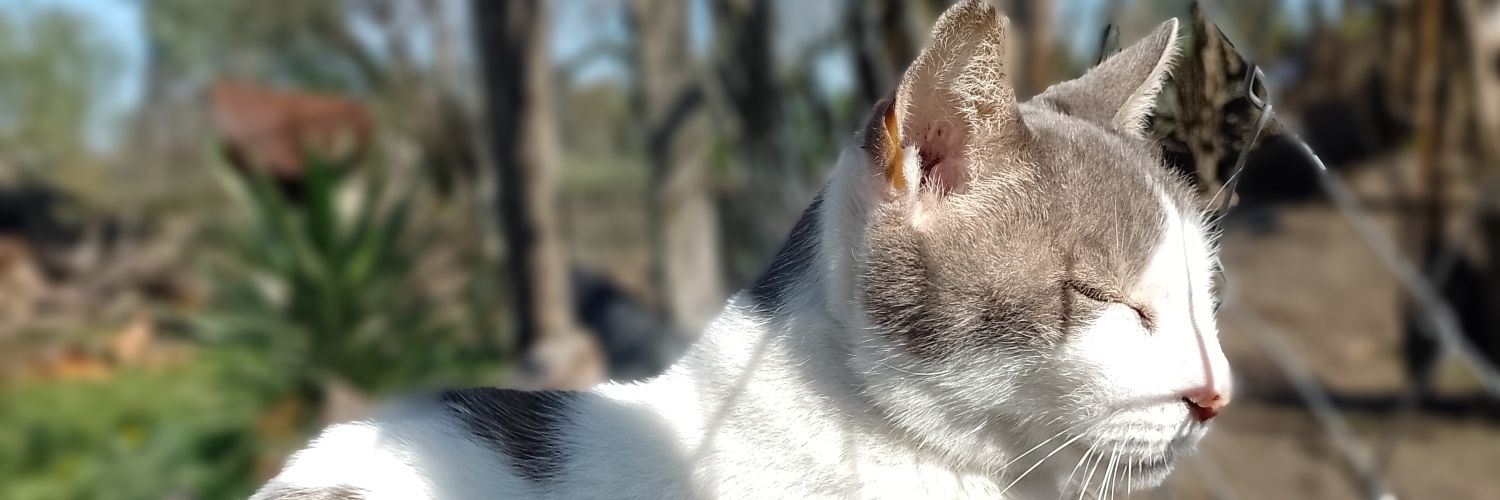 LeitesDelfi's profile banner image