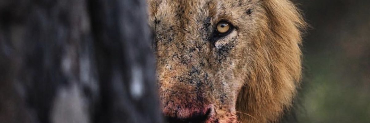 Dom Leo banner