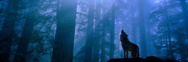 giraffe3000 Profile Banner