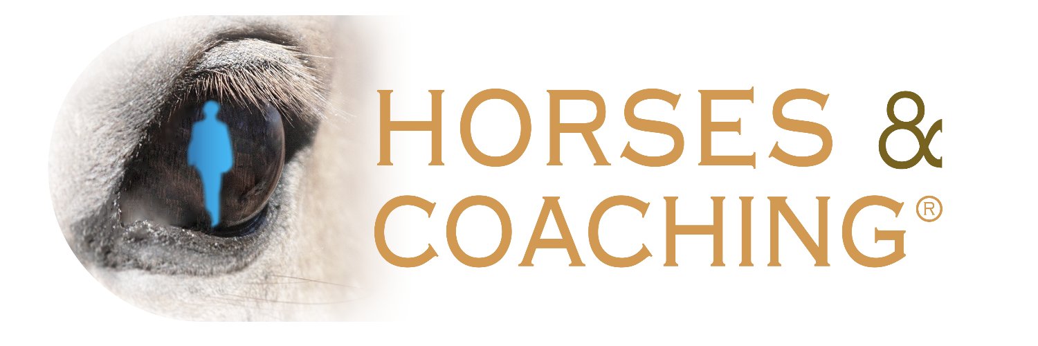 HorsesNcoaching's profile banner image