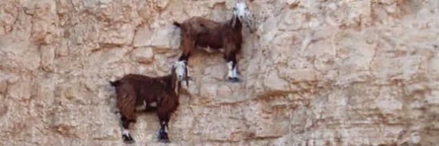 therandomgoat's profile banner image