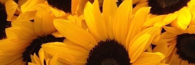 jessbudgell's profile banner image