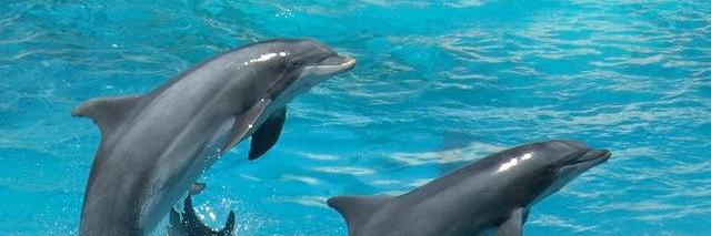 LeeGraham_Pool banner