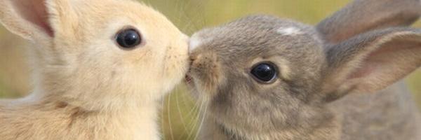 Konijnentips's profile banner image