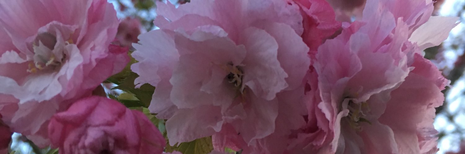 EllsGrace13's profile banner image