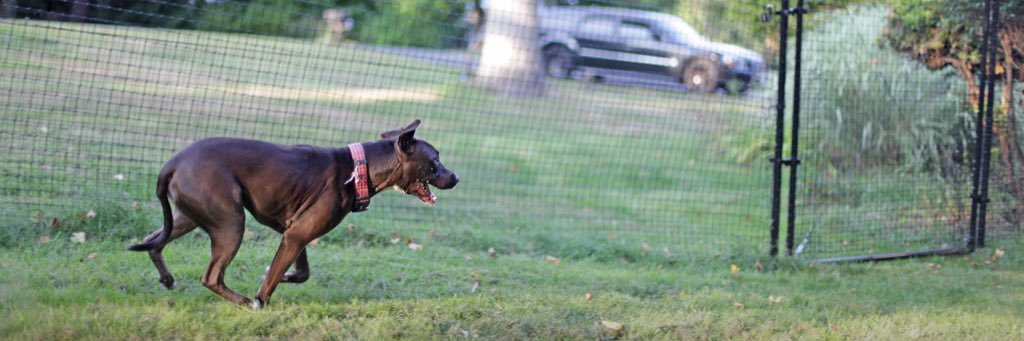 Pet Playgrounds banner