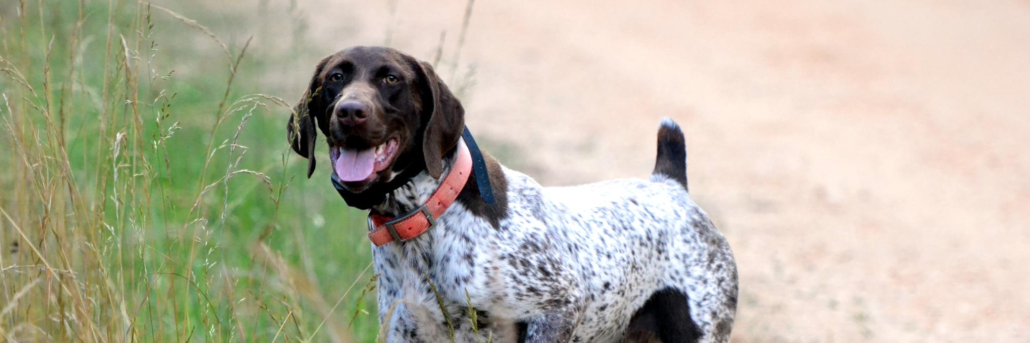 POPKennels's profile banner image