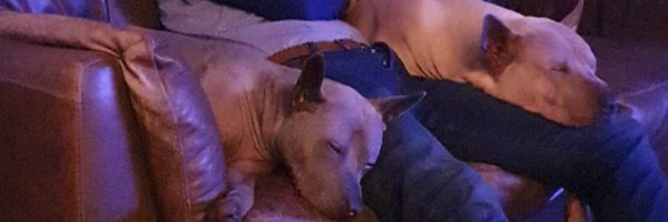 Swizlon Profile Banner