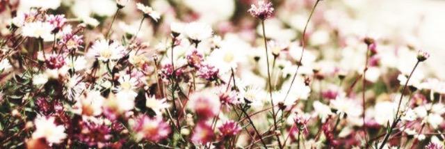 MaryMac_ME's profile banner image