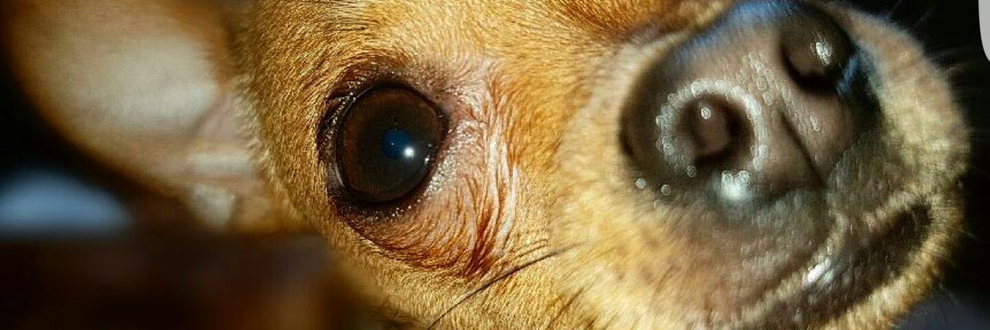 AnglesPaula's profile banner image