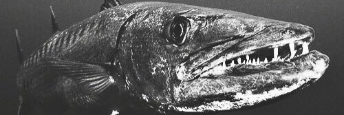 ooo_SARAcuda's profile banner image