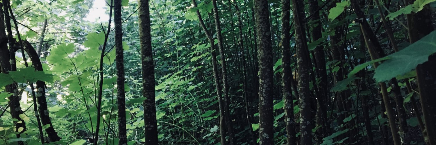 Mailentam's profile banner image
