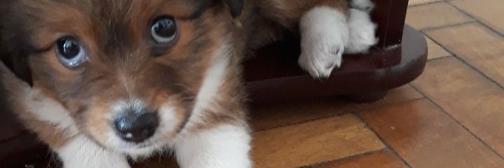 fffranzinha's profile banner image