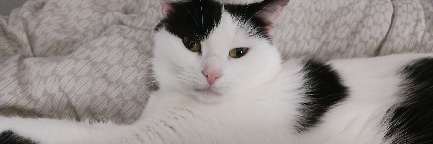 LookAPotatoCat's profile banner image