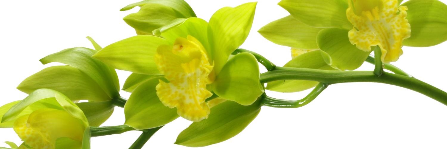 VCUSue's profile banner image