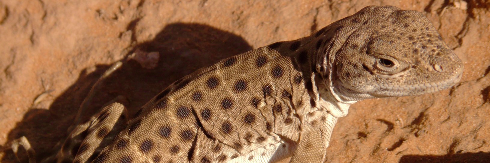 Podcast Industrial Complex banner