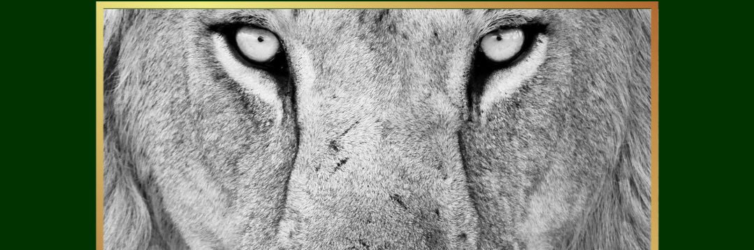 ladylionshoops's profile banner image