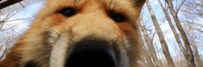 JuJuu 🦊 banner