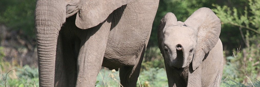 Alison Jenaway banner
