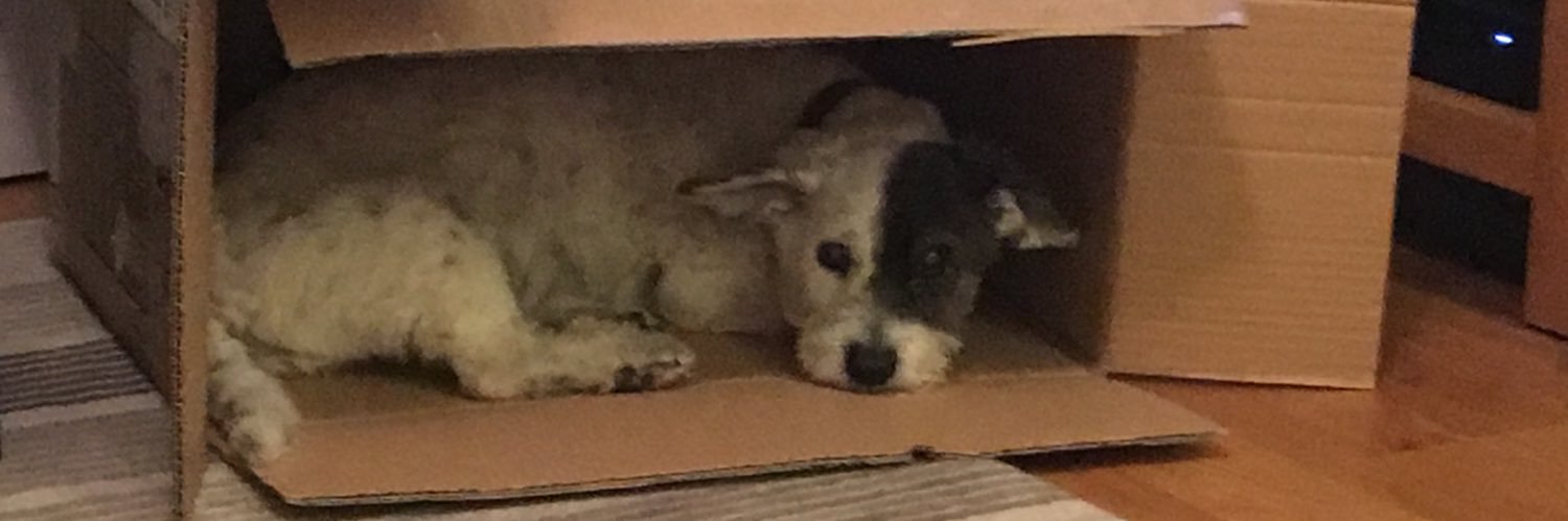 SpotSonny's profile banner image