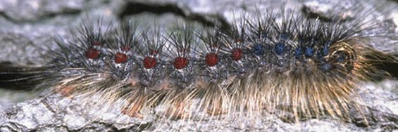 Indiana DNR EPP banner