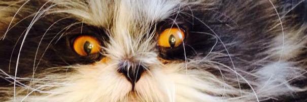 LLordPetSmart's profile banner image