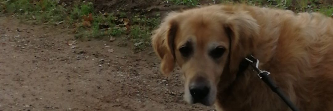Lockenlolly's profile banner image