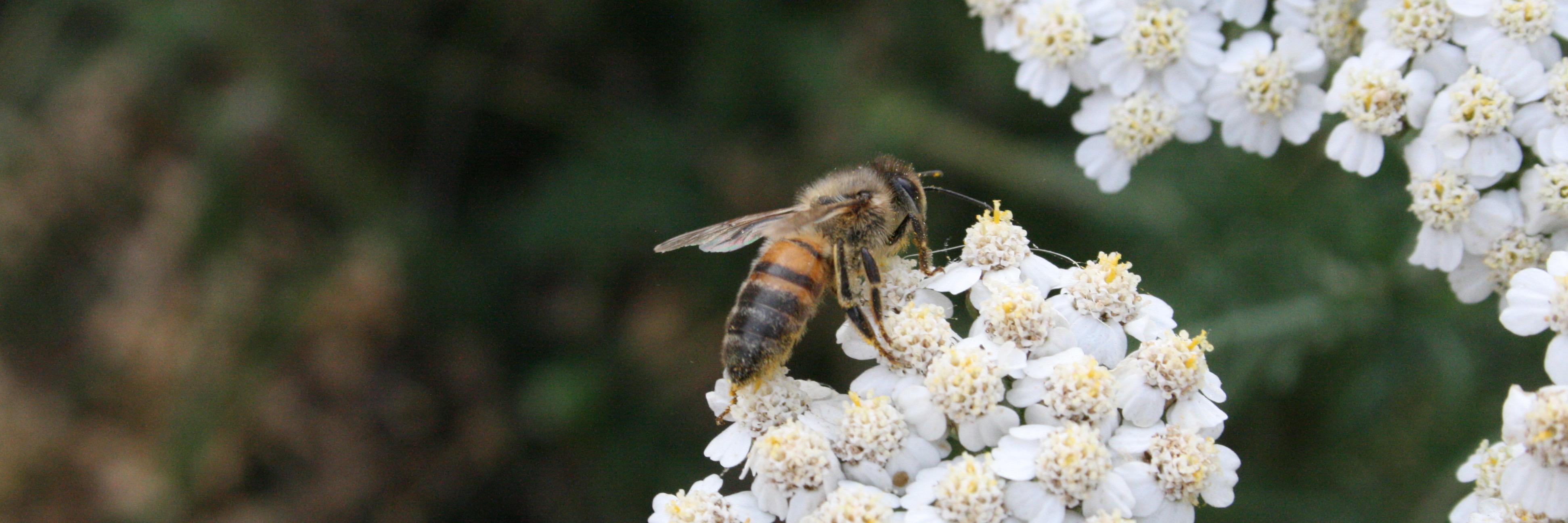 Het wilde leven banner