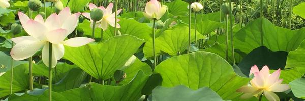 usjetaa Profile Banner