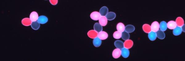 copenhaverlab Profile Banner