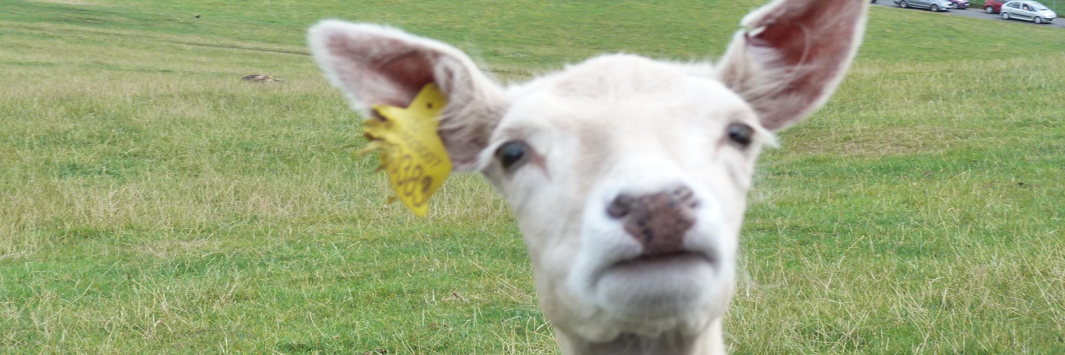 Shmolden's profile banner image