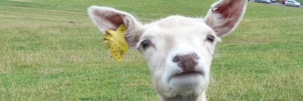 Shmolden Profile Banner