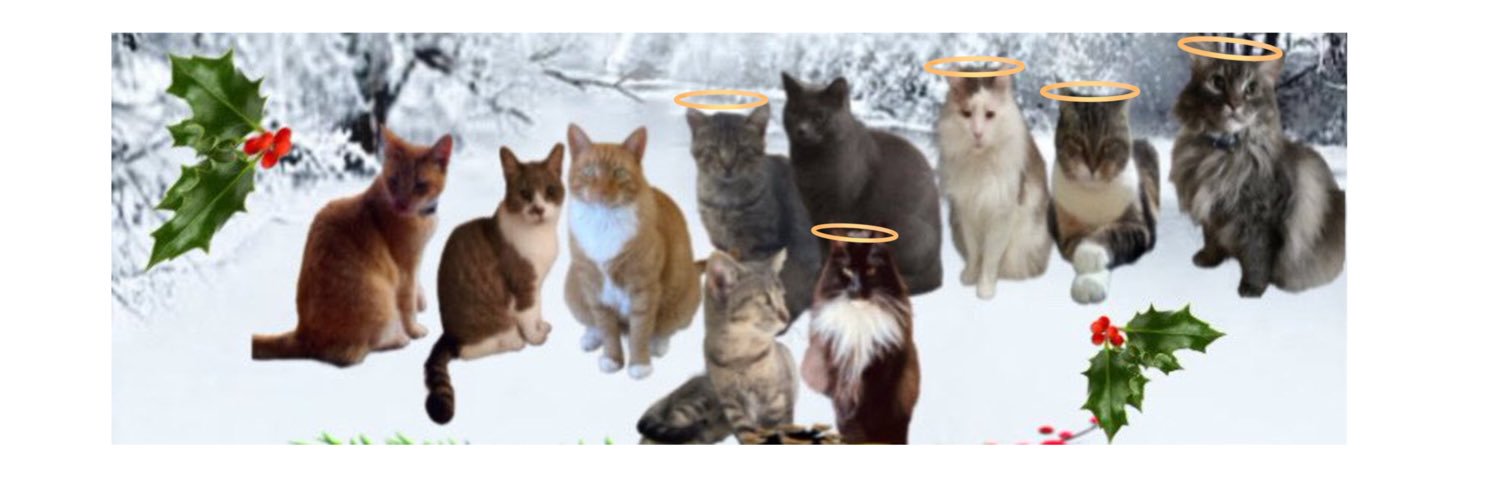 Colonel Pumpkin da Mookin, RIP all mine fwends 🌈.'s banner