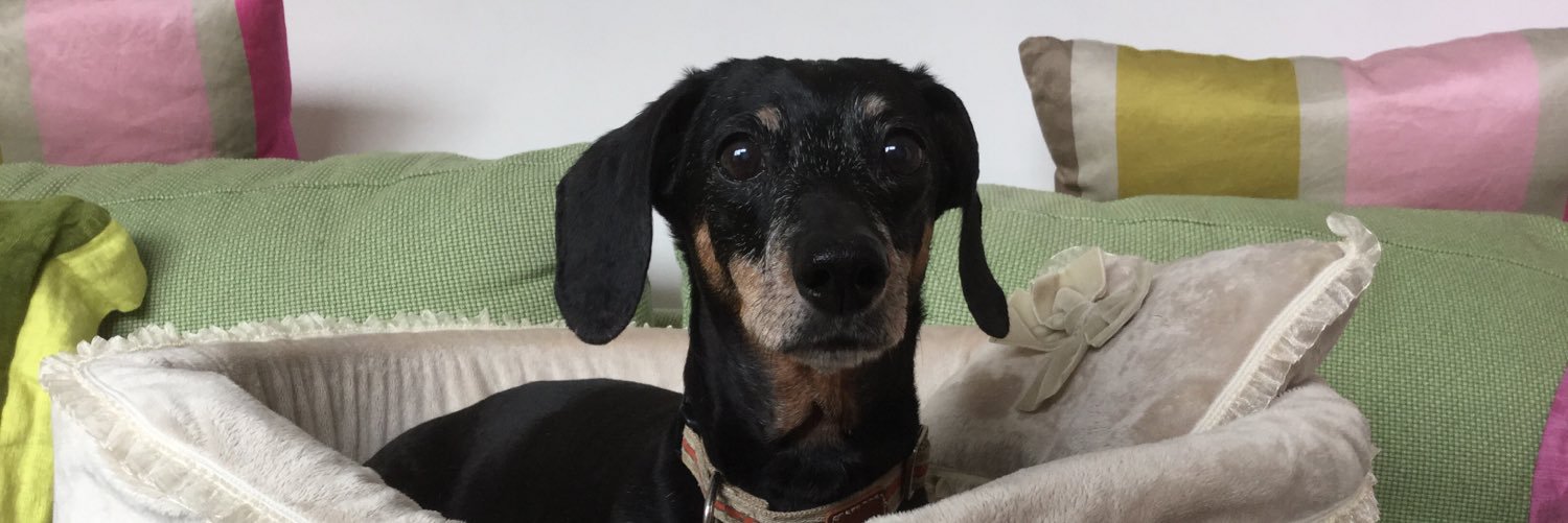 donatella scarnati banner