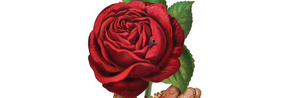 twitroncagliolo Profile Banner