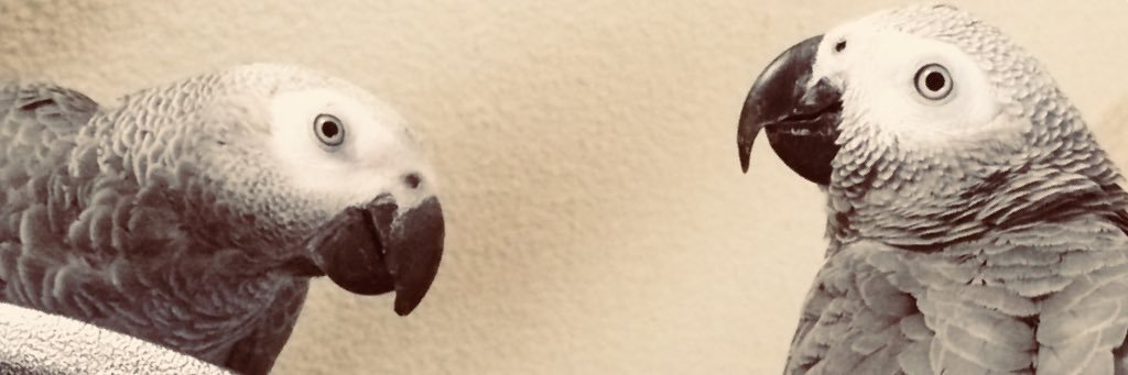 SlowLouw's profile banner image