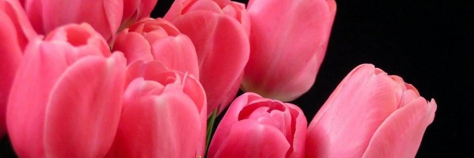 Annie_Schez's profile banner image
