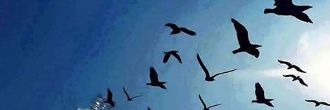 Antomuffss's profile banner image