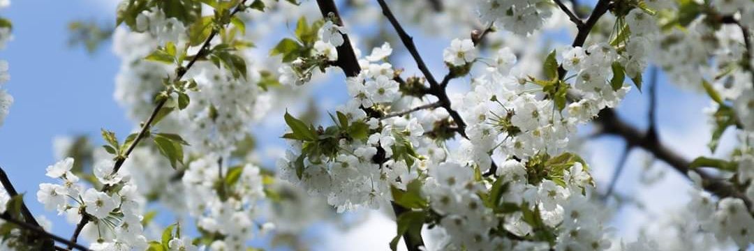 Fotofetischist banner