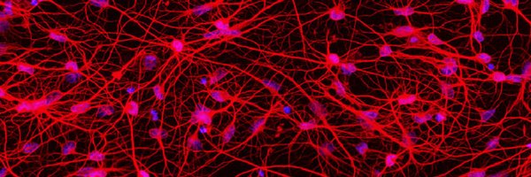 WashUDevBio Profile Banner