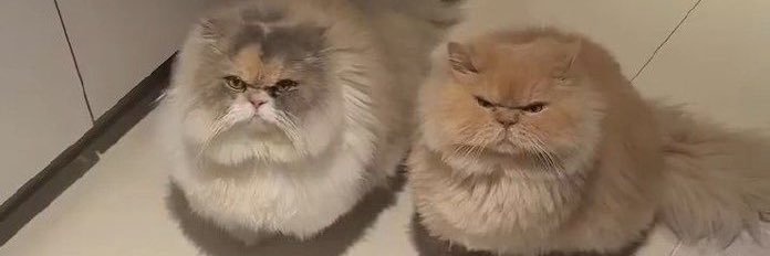 Valentine🍓 banner