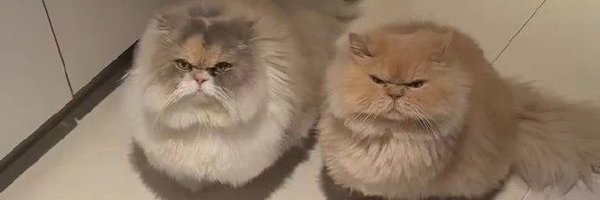 disojuin Profile Banner